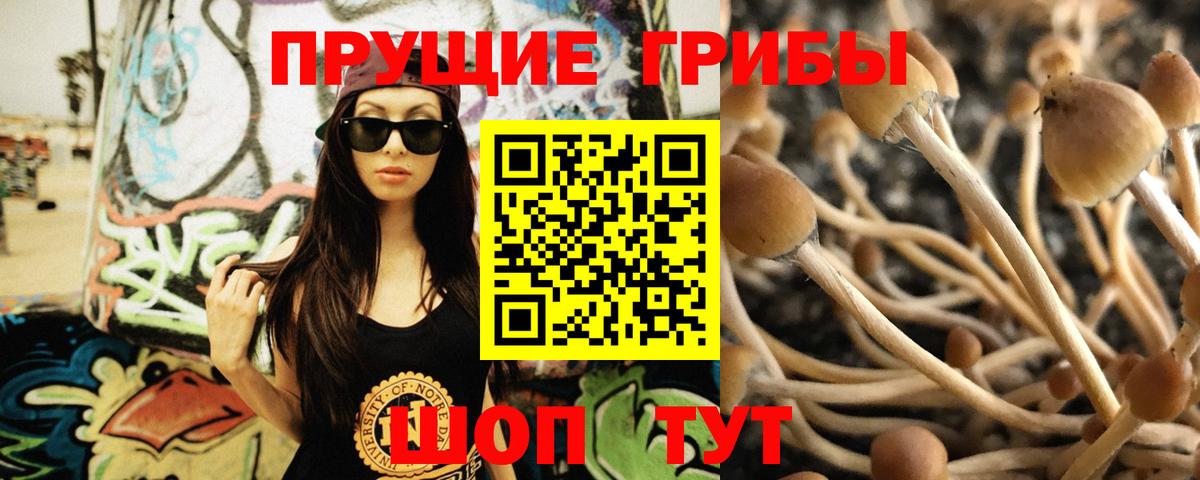 Псилоцибиновые грибы Psilocybe Можайск